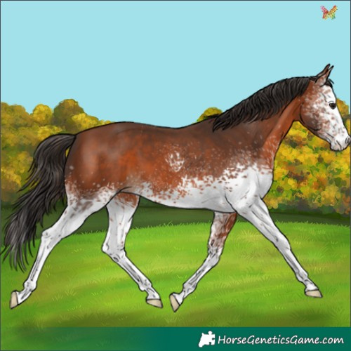 Horse Color:White Spotted Bay 