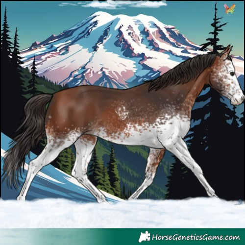 Horse Color:White Spotted Bay 