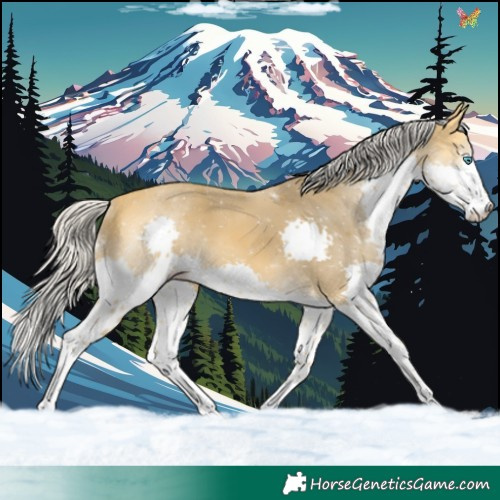 Horse Color:Silver Buckskin Splash 