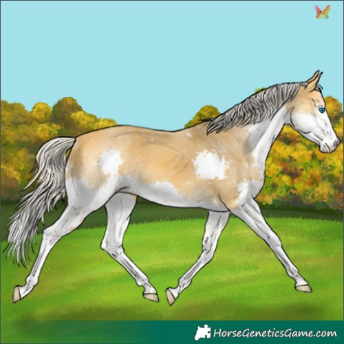 Horse Color:Silver Buckskin Splash 