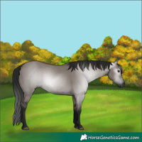 Horse Color:Gray Grullo
