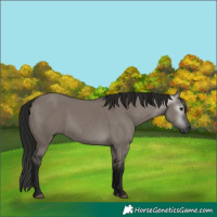 Horse Color:Gray Grullo 