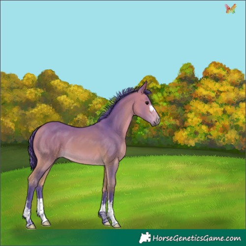 Horse Color:Watercolor Buckskin 