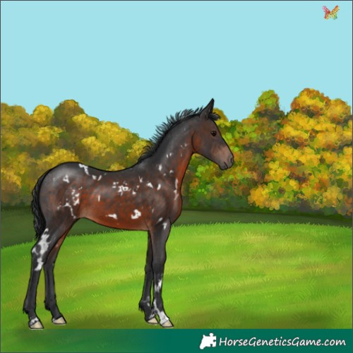 Horse Color:White Spotted Brown 