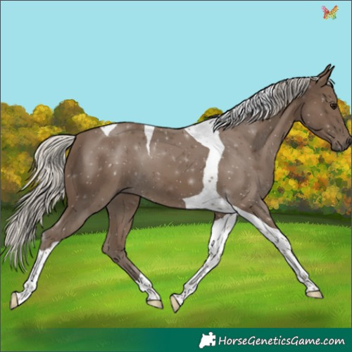 Horse Color:Silver Smoky Black Tobiano 