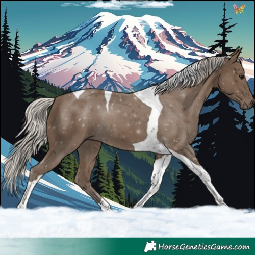 Horse Color:Silver Smoky Black Tobiano 