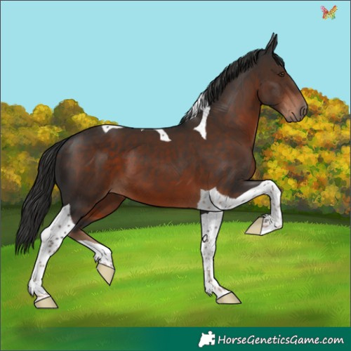 Horse Color:Liver Chestnut Tobiano 