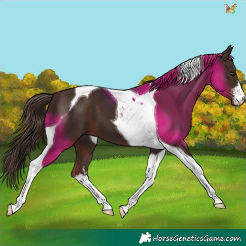 Horse Color:White Spotted Liver Chestnut Tobiano 