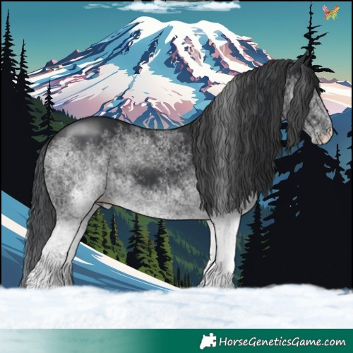 Horse Color:White Spotted Black Tobiano 