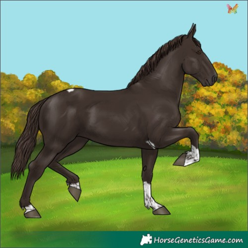 Horse Color:Liver Chestnut Tobiano 