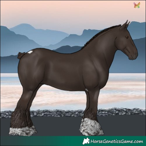 Horse Color:Liver Chestnut Tobiano 