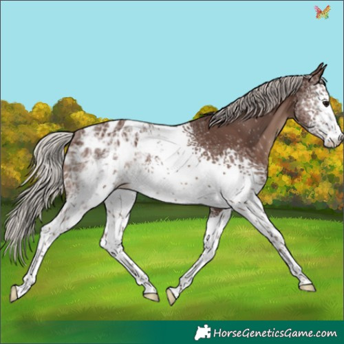 Horse Color:White Spotted Silver Black Ice Tobiano Appaloosa 
