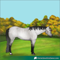 Horse Color:Gray Grullo Roan 