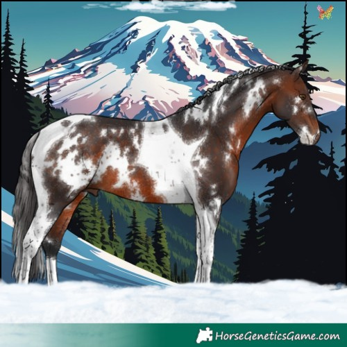 Horse Color:White Spotted Brown Tobiano 