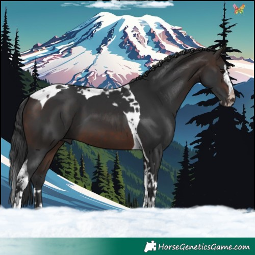 Horse Color:Brown Splash Tobiano 