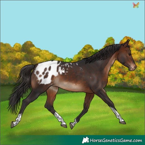 Horse Color:Brown Tobiano Appaloosa 