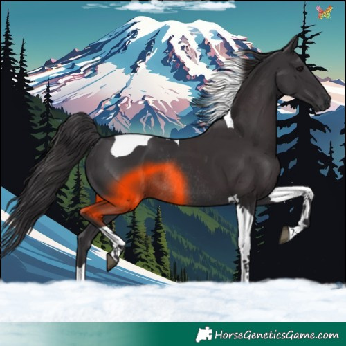 Horse Color:Smoky Black Tobiano Rabicano 
