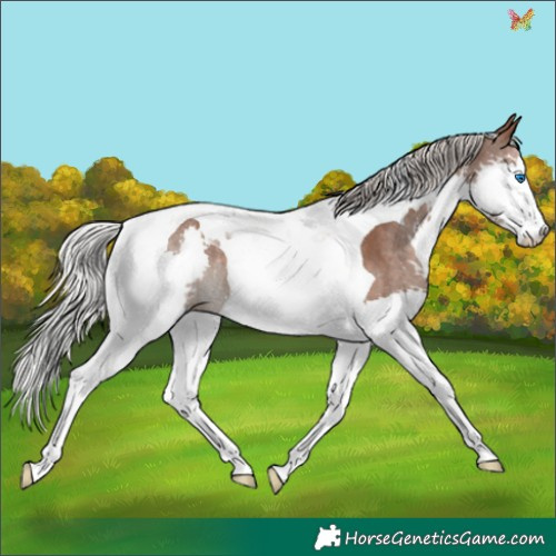 Horse Color:Silver Black Splash Tobiano Rabicano 
