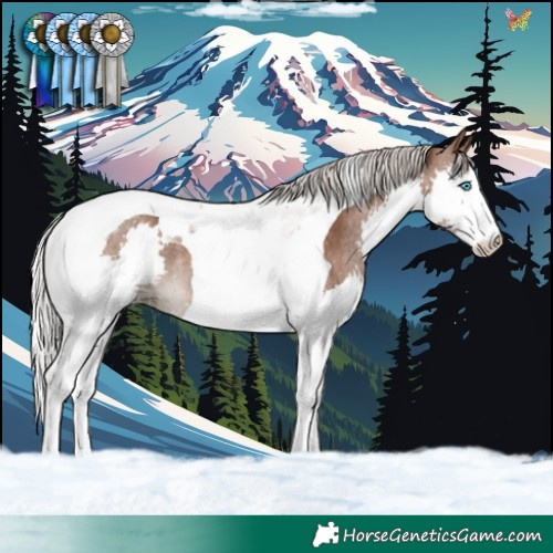 Horse Color:Silver Black Splash Tobiano Rabicano 