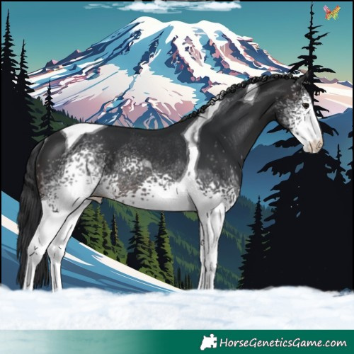 Horse Color:White Spotted Brown Tobiano Rabicano 