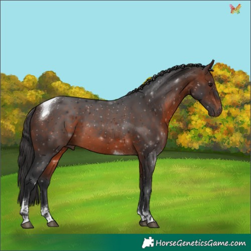 Horse Color:Brown Tobiano 