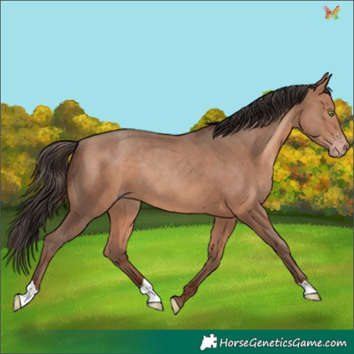 Horse Color:Amber Champagne Rabicano 