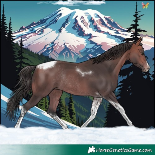 Horse Color:White Spotted Bay Tobiano Rabicano 