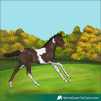 Horse Color:Liver Chestnut Tobiano