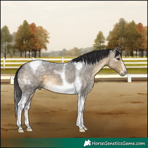 Horse Color:Buckskin Ice Roan Tobiano Frame 