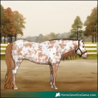 Horse Color:White Spotted Chestnut Ice 