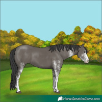 Horse Color:Unknown 