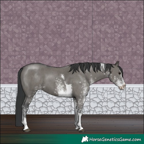 Horse Color:White Spotted Grullo Tobiano 
