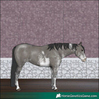Horse Color:White Spotted Grullo Tobiano