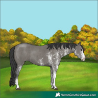 Horse Color:Unknown 
