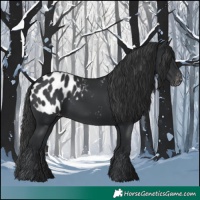 Horse Color:Black Appaloosa