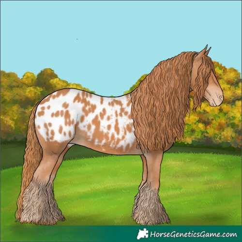Horse Color:Chestnut Appaloosa 
