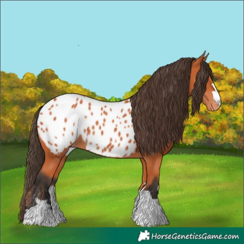 Horse Color:Bay Appaloosa 