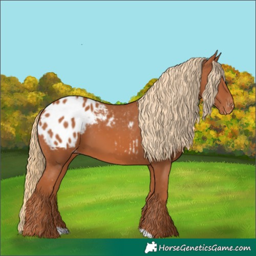 Horse Color:Chestnut Appaloosa