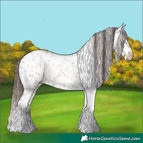 Horse Color:Bay Roan Tobiano Appaloosa 