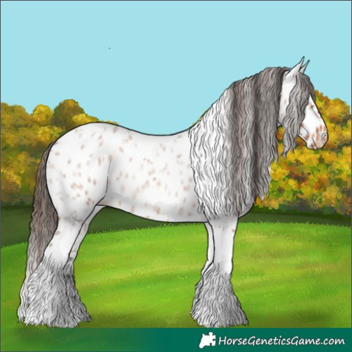 Horse Color:Bay Roan Tobiano Appaloosa 