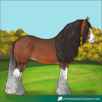 Horse Color:Bay Splash 