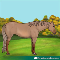 Horse Color:Red Dun