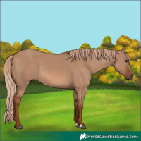 Horse Color:Red Dun