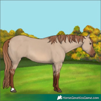 Horse Color:Red Dun 
