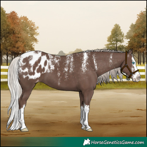 Horse Color:Powder White Silver Black Splash Appaloosa