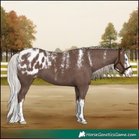 Horse Color:Powder White Silver Black Splash Appaloosa 