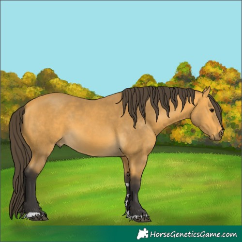 Horse Color:Buckskin