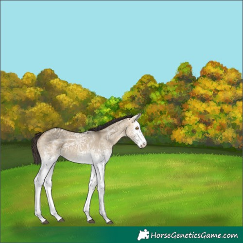 Horse Color:White Spotted Buckskin Ice Dun Tobiano