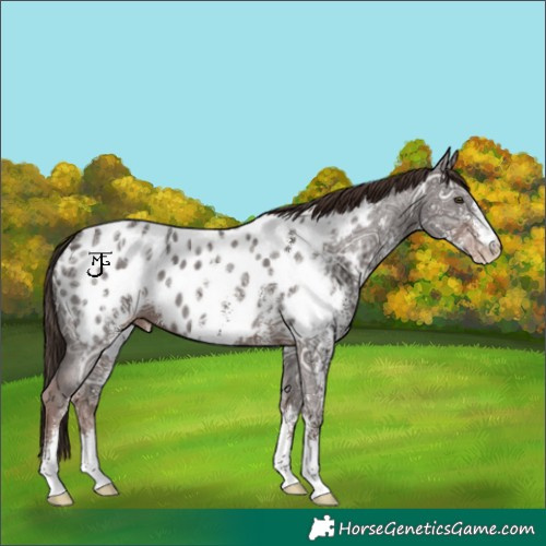 Horse Color:Liver Chestnut Ice Sabino Appaloosa