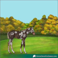 Horse Color:Liver Chestnut Ice Sabino 